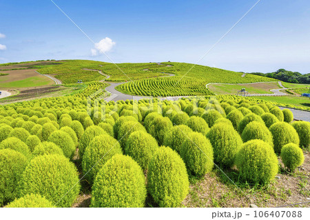 夏のひたち海浜公園 青々としたたくさんのコキア 茨城県ひたちなか市 夏のひたち海浜公園 青々としたたくさんのコキア 茨城県ひたちなか市 106407088
