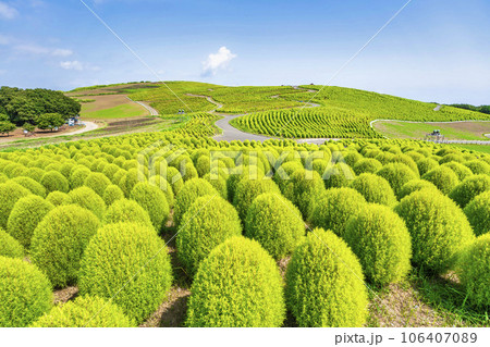 夏のひたち海浜公園　青々としたたくさんのコキア　茨城県ひたちなか市 106407089