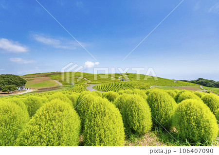 夏のひたち海浜公園　青々としたたくさんのコキア　茨城県ひたちなか市 106407090