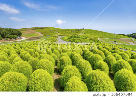 夏のひたち海浜公園　青々としたたくさんのコキア　茨城県ひたちなか市 106407094