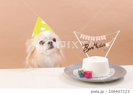 犬用お誕生日ケーキと帽子をかぶった主役のチワワ 犬用お誕生日ケーキと帽子をかぶった主役のチワワ 106407123