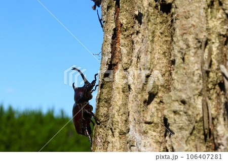 ゆずの里毛呂山町の雑木林に生息するカブトムシの生態写真 ゆずの里毛呂山町の雑木林に生息するカブトムシの生態写真 106407281