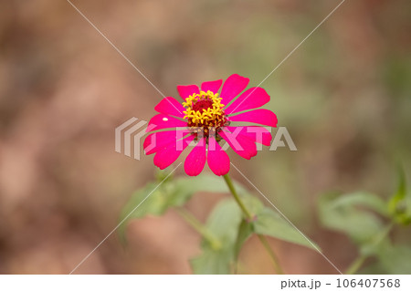 Elegant Zinnia Flower 106407568
