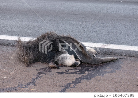 Giant anteater run over 106407599