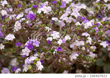 Brazil Raintree Plant Brazil Raintree Plant 106407622