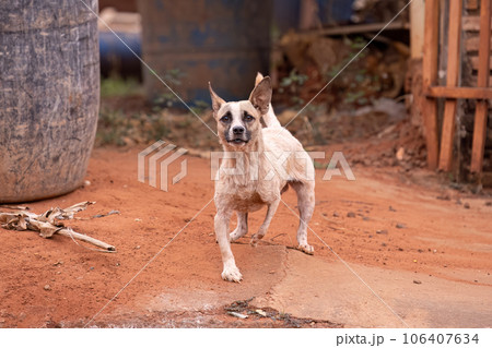 animal mammal dog in the street animal mammal dog in the street 106407634