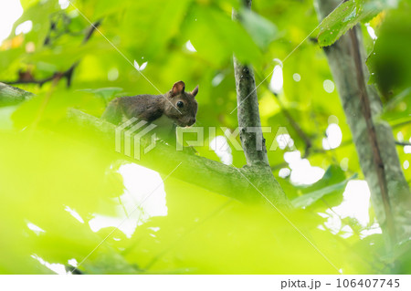 緑の葉に囲まれた枝の上にいるエゾリス 106407745