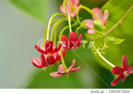 シクンシの花 106407860