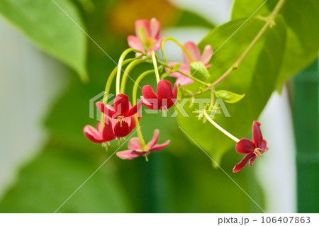 シクンシの花 106407863