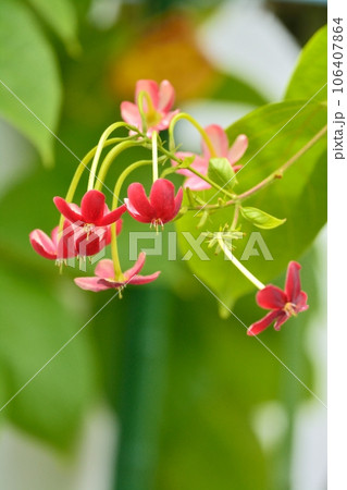 シクンシの花 106407864