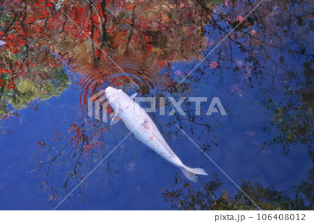 秋の荻窪 大田黒公園 紅葉映り込む青い池を泳ぐ白い錦鯉 106408012