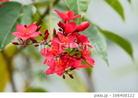 テイキンザクラの花 106408122