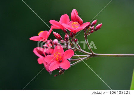 テイキンザクラの花 106408125