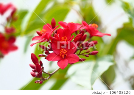 テイキンザクラの花 テイキンザクラの花 106408126