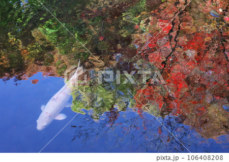 秋の荻窪 大田黒公園 紅葉映り込む青い池を泳ぐ幻想的な白い錦鯉 秋の荻窪 大田黒公園 紅葉映り込む青い池を泳ぐ幻想的な白い錦鯉 106408208