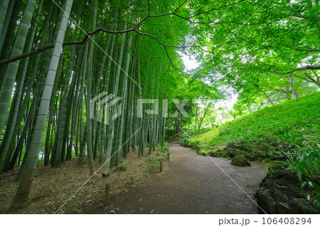 国分寺・殿ヶ谷戸庭園の新緑の竹林 国分寺・殿ヶ谷戸庭園の新緑の竹林 106408294