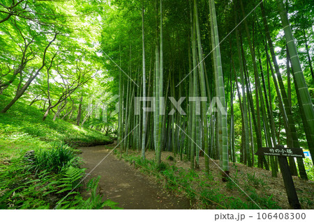 国分寺・殿ヶ谷戸庭園の新緑の竹林 国分寺・殿ヶ谷戸庭園の新緑の竹林 106408300