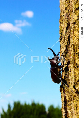 ゆずの里毛呂山町の里山で青空に白い雲を背景に木に登るカブトムシの生態写真 106408314
