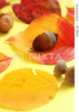 どんぐりと秋の葉っぱたち どんぐりと秋の葉っぱたち 106408342