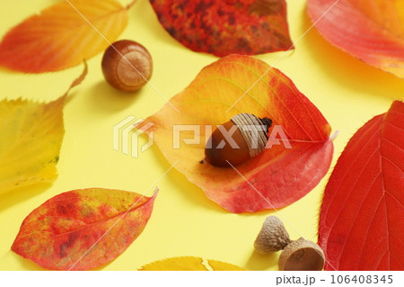 どんぐりと秋の葉っぱたち 106408345