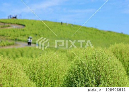 青いコキア 106408611