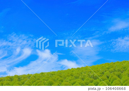 青いコキア 106408668