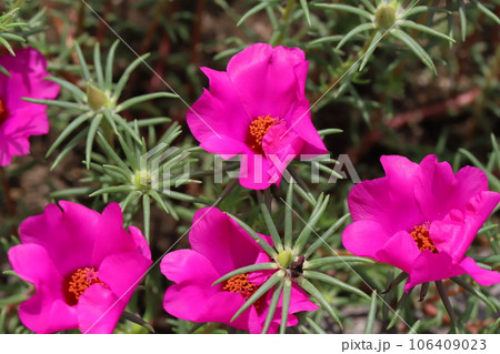 夏の庭に咲くマツバボタンのピンク色の花 夏の庭に咲くマツバボタンのピンク色の花 106409023