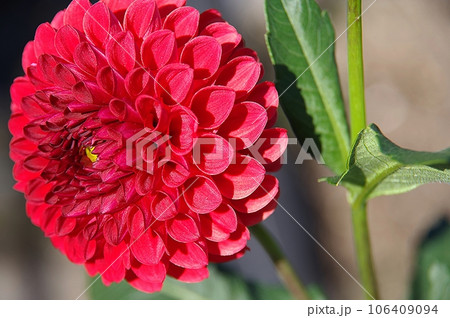真っ赤なダリア 106409094