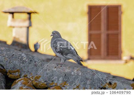 Rock dove, rock pigeon or indian pigeon, member of the bird family Columbidae. White dove sitting near the lake in winter time 106409790
