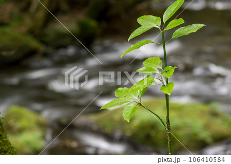 自然の中に流れる清流感ある菊池渓谷につながる滝 106410584