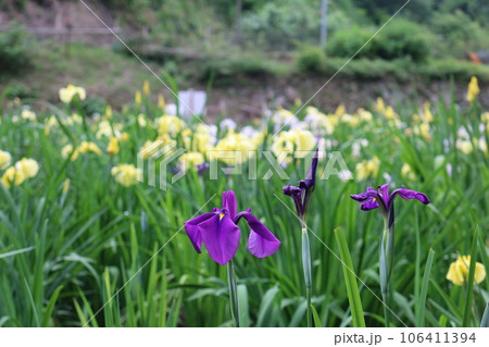 福山　平家谷　花しょうぶ園 106411394