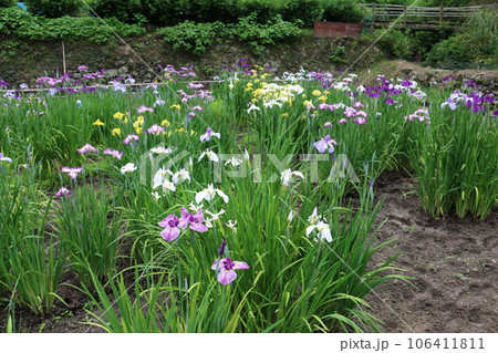 福山 平家谷 花しょうぶ園 福山 平家谷 花しょうぶ園 106411811