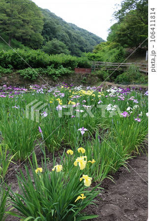 福山　平家谷　花しょうぶ園 106411814