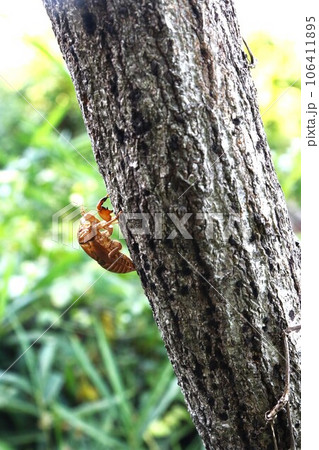 ゆずの里毛呂山町の里山に生息している蝉の抜け殻の生態写真 106411895