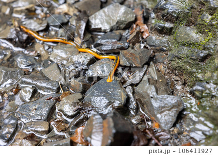 高尾山にいたヒルの名前はヤツワクガビル 106411927
