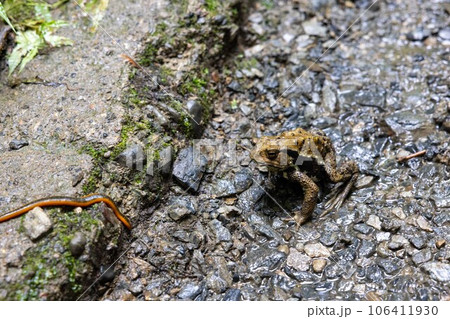 ヒルを狙う高尾山のアズマヒキガエル 106411930