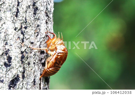 ゆずの里毛呂山町の里山に生息している蝉の抜け殻の生態写真 ゆずの里毛呂山町の里山に生息している蝉の抜け殻の生態写真 106412038