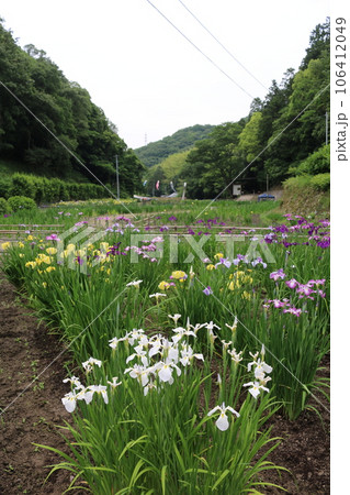 福山　平家谷　花しょうぶ園 106412049