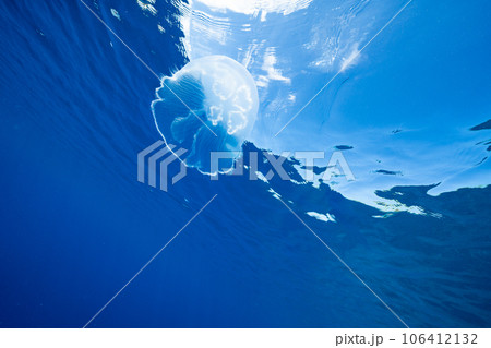 ボニンブルーの海を漂うミズクラゲ 106412132