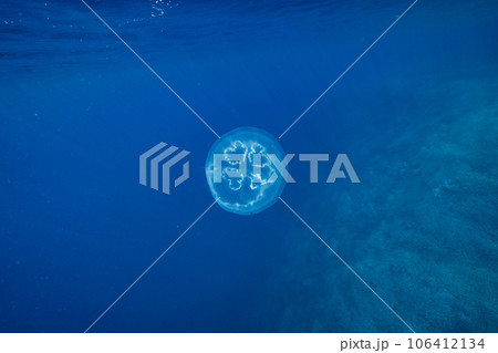 ボニンブルーの海を漂うミズクラゲ　小笠原 106412134