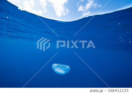 ボニンブルーの海を漂うミズクラゲ　小笠原 106412135