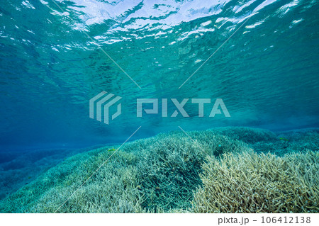 小笠原　エダサンゴの広がる海 106412138
