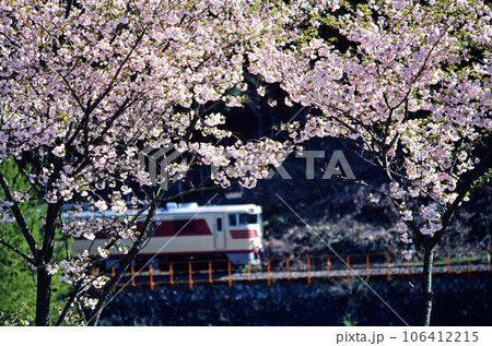 桜のトンネルを走るキハ82系特急ひだ 106412215