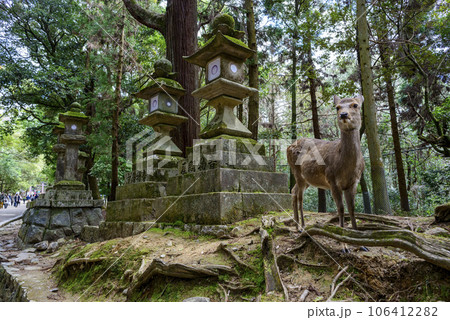 Sika Deer at Nara Park are National Living Monuments of Japan. Sika Deer at Nara Park are National Living Monuments of Japan. 106412282