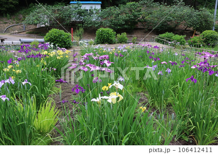 福山　平家谷　花しょうぶ園 106412411