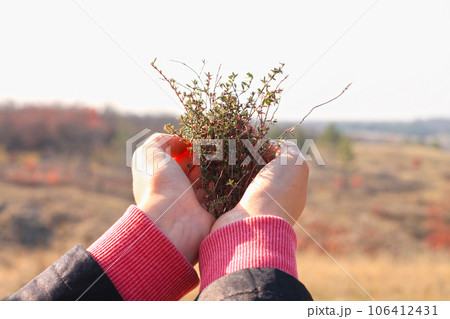 Collection of natural fresh herbs. Harvesting thyme. Wild healing plants in female hands on a nature background. Collection of natural fresh herbs. Harvesting thyme. Wild healing plants in female hands on a nature background. 106412431