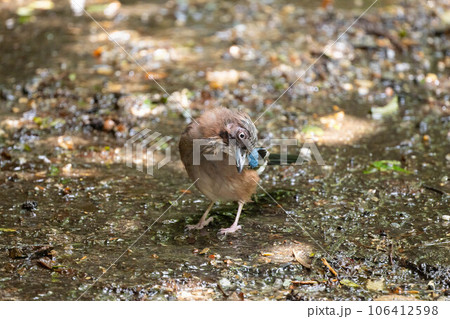 夏、高山で水浴び後のカケス02 夏、高山で水浴び後のカケス02 106412598