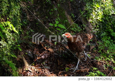 夏、高山でエサを探すヤマドリ幼鳥 夏、高山でエサを探すヤマドリ幼鳥 106412602