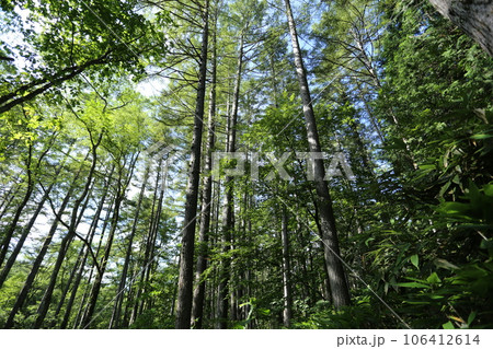 夏の高原でそびえる、カラマツ林 106412614