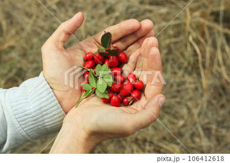 Rosehip picking male hand fall forest. Fresh wild berries herbs harvesting concept. Eat local Immune system boosting tea 106412618